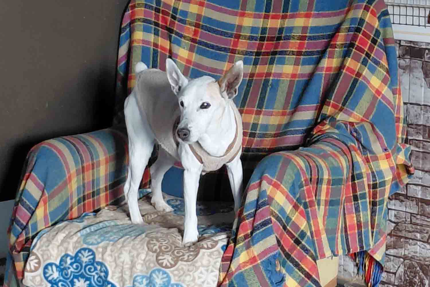 Marmaris’te Hayvan Sevgi Bahçesi Can Dostlara Umut Oluyor