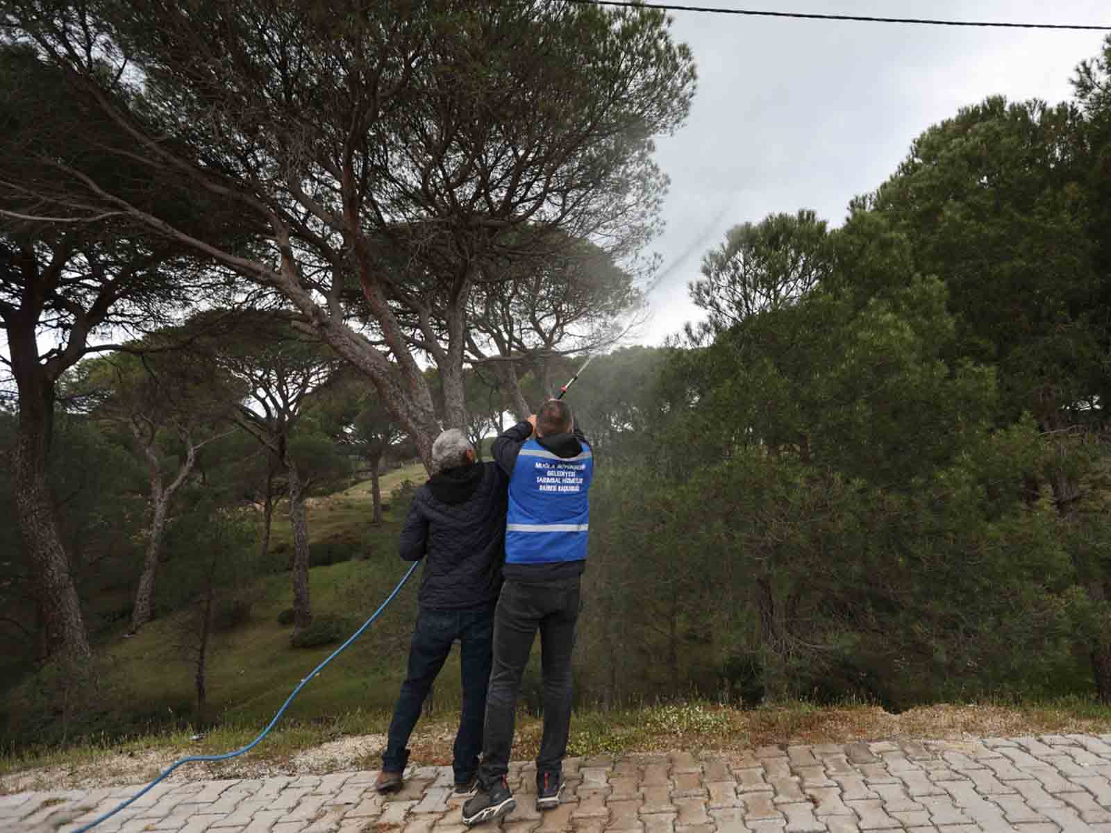 Muğla’da Üreticiye Doğa Dostu Destek  Beyaz Altın İçin Sahada Mücadele Başladı
